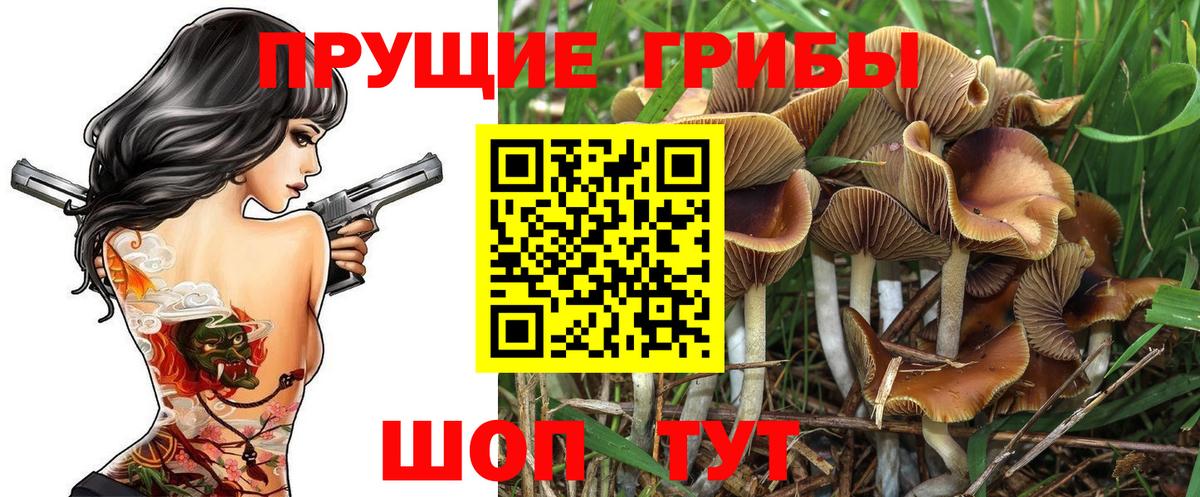 Галлюциногенные грибы Psilocybe Минеральные Воды
